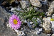 Erigeron uniflorus subsp. aragonensis