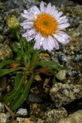 Erigeron venustus