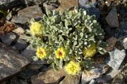 Eriogonum caespitosum