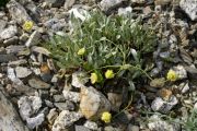 Eriogonum chrysops