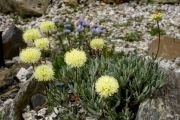 Eriogonum douglasii