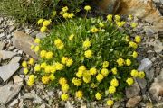 Eriogonum umbellatum var. porteri