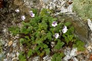 Erodium cheilanthifolium