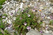 Erodium petraeum