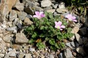 Erodium reichardii