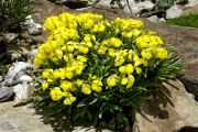 Erysimum helveticum 'Nanum'