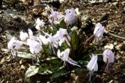 Erythronium dens-canis 'Charmer'