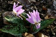 Erythronium dens-canis Semiplenum