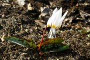 Erythronium dens-canis f. alba ex Rumunia