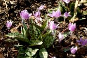 Erythronium dens-canis