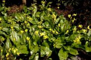 Erythronium 'Pagoda'