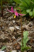 Erythronium revolutum