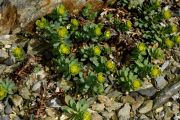 Euphorbia capitulata