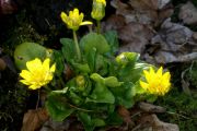 Ficaria grandiflora