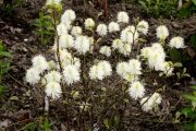 Fothergilla major