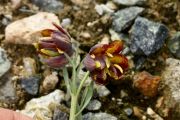 Fritillaria epirotica