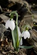 Galanthus graecus