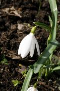 Galanthus nivalis 'Poculiformis'