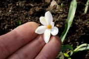 Galanthus nivalis Poculiformis