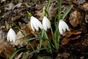 Galanthus nivalis 'Poculiformis'