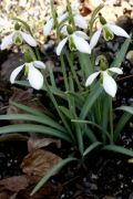 Galanthus nivalis