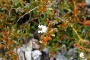 Gaultheria parvula