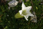 Gentiana acaulis 'Alba'