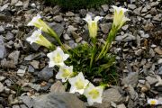 Gentiana acaulis 'Alba'