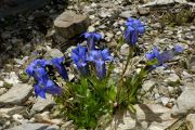 Gentiana acaulis