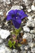 Gentiana acaulis 'Violacea'