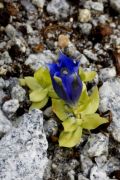 Gentiana alpina