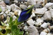 Gentiana alpina