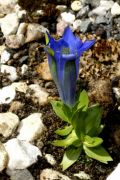 Gentiana alpina