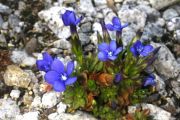 Gentiana angulosa