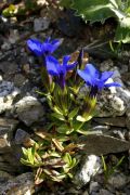 Gentiana angulosa