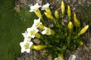 Gentiana angustifolia 'Alba'