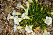 Gentiana_angustifolia_Alba_TOM_6185.JPG