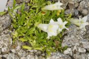 Gentiana_angustifolia_Alba_TOM_8943.JPG
