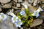 Gentiana angustifolia 'Iceberg'