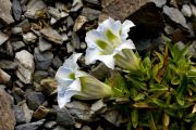 Gentiana angustifolia Iceberg