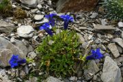 Gentiana angustifolia