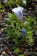 Gentiana arethusae