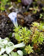 Gentiana arethuse subsp. delicatula