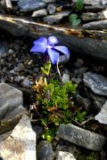 Gentiana bavarica