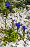 Gentiana bavarica