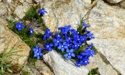 Gentiana_bavarica_TOM_3581.JPG