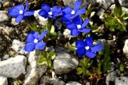 Gentiana brachyphylla