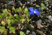 Gentiana brachyphylla