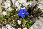 Gentiana brachyphylla subsp. favratii