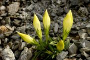 Gentiana clusii 'Alba'